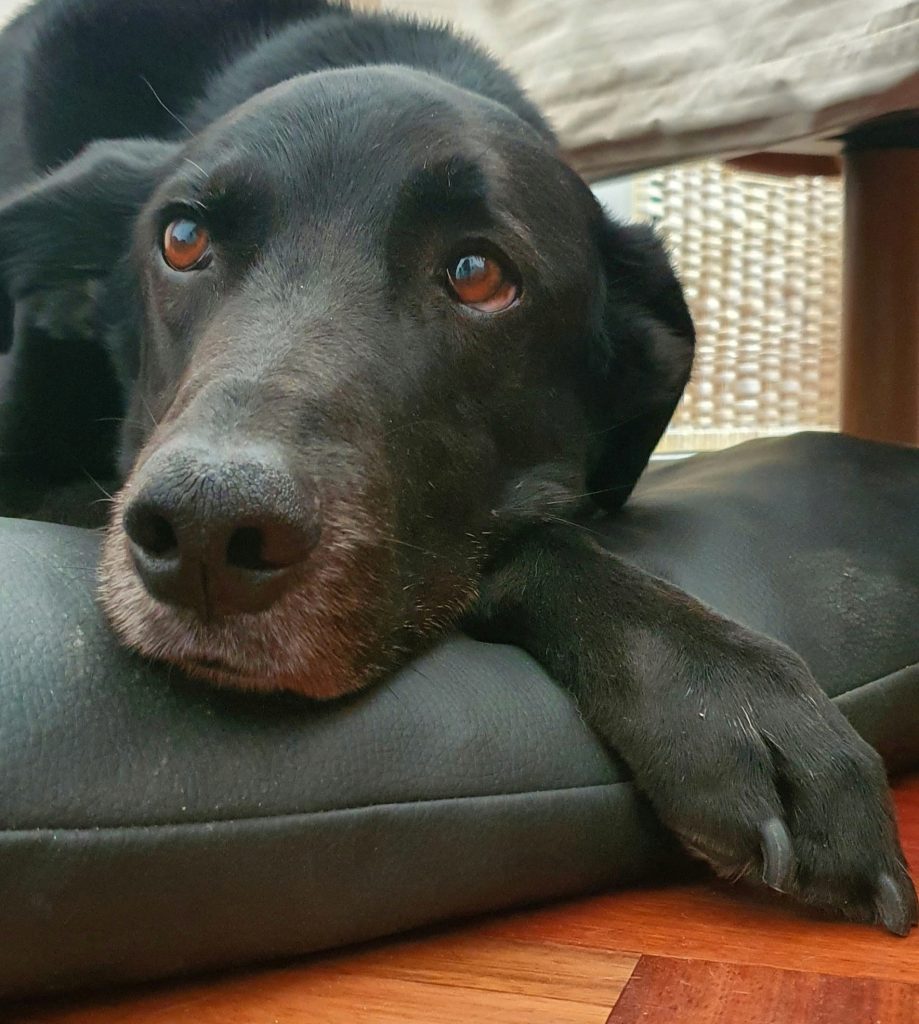 Perro negro tumbado tranquilo obediente terapeutico terapia coterapeuta terapia asistida con animales adicciones recuperacion animal vinculo